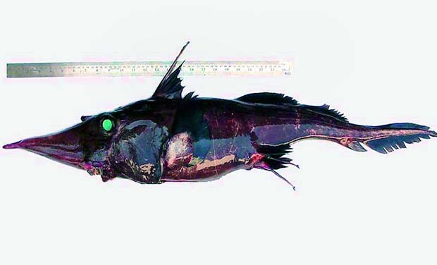 Sicklefin chimaera Sicklefin chimaera